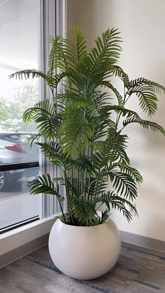 A lush Areca Palm in a large, round, white pot, positioned near a window, adding a tropical feel to the room.