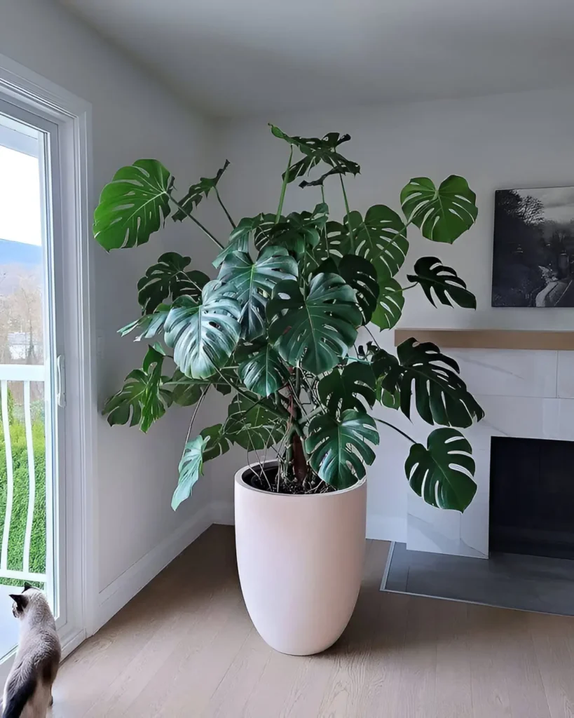 A very large Monstera deliciosa in a tall, light-colored pot, positioned near a sliding glass door, acting as a major design element.