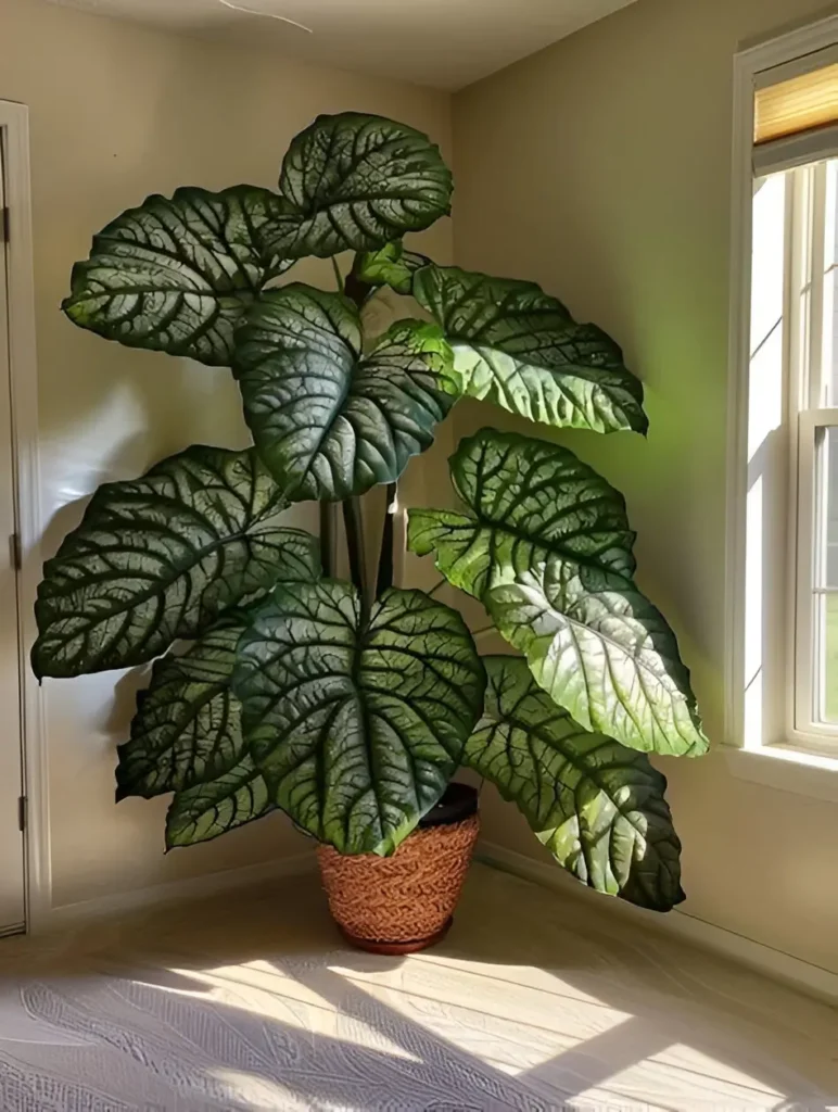 A large Alocasia plant, possibly a Dragon Scale variety, with deeply veined, textured leaves, in a woven pot.