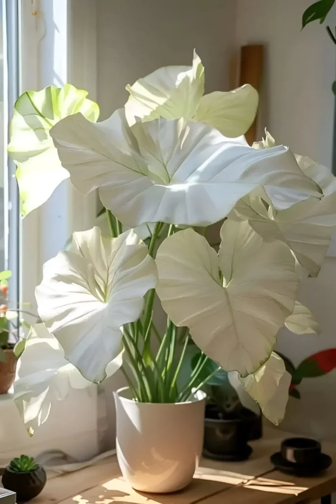 A Caladium plant with large, predominantly white leaves with green veins, in a white pot, adding a bright accent to the room.