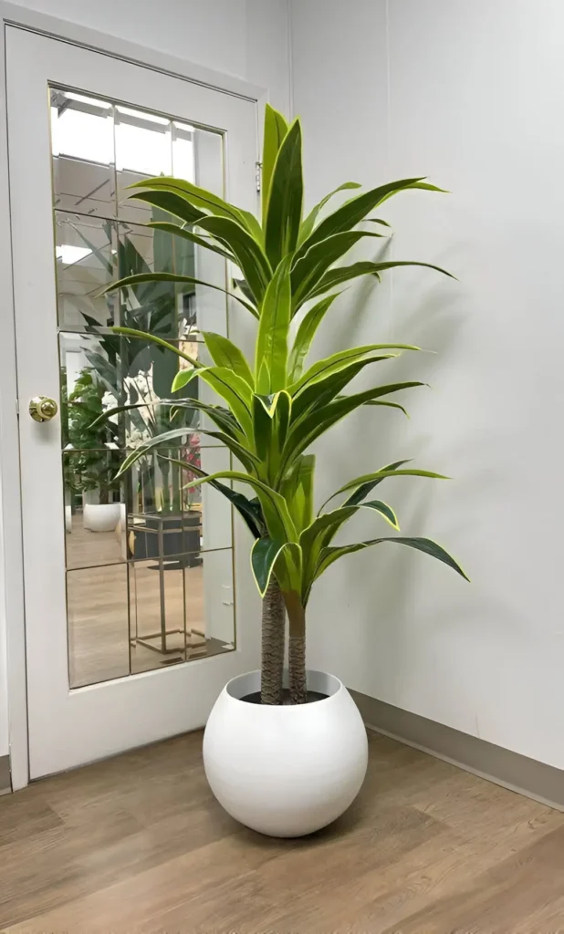 A Dracaena fragrans 'Massangeana' plant in a round, white pot, showcasing its characteristic yellow-striped leaves.