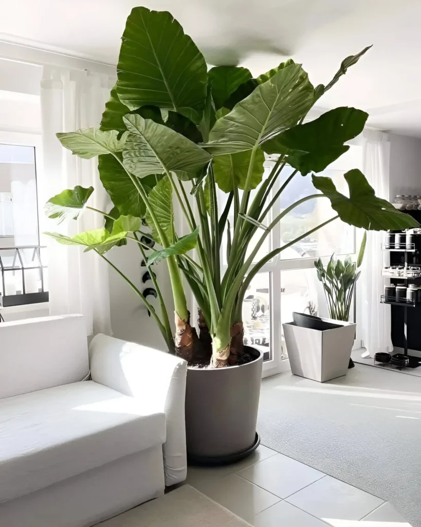 A very large Alocasia odora plant in a gray pot, positioned in a living room, showcasing its enormous, upright leaves.