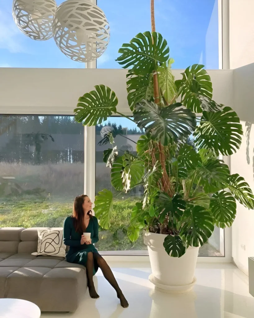 A very large, climbing Monstera deliciosa in a white pot, supported by a stake, dominating a bright, modern living room.