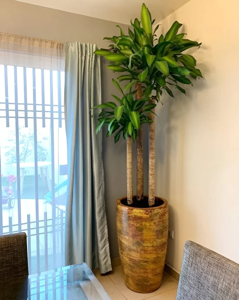 A tall Dracaena fragrans in a large, textured, earth-toned pot, positioned in a dining area.