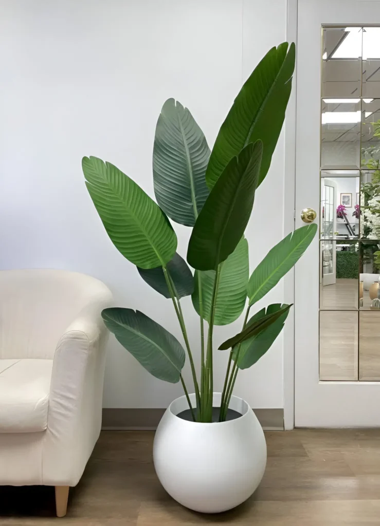 A Strelitzia nicolai (Bird of Paradise) plant in a large, round, white pot, positioned near a sofa, showcasing its large, upright leaves.