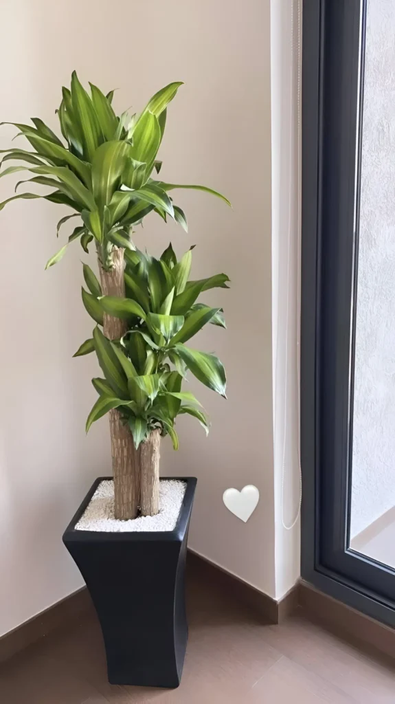 A Dracaena fragrans plant in a tall, black, modern pot, placed in a corner near a glass door.