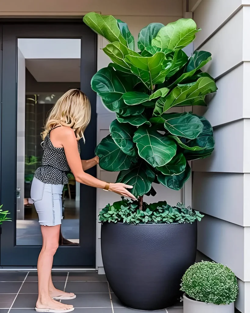 A large, healthy Fiddle Leaf Fig (Ficus lyrata) in a dark gray pot, positioned near an entryway.