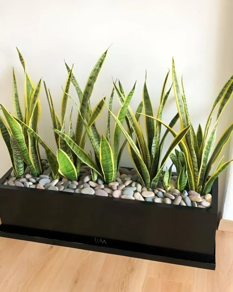 Several Sansevieria trifasciata 'Laurentii' (Snake Plants) with yellow-edged leaves, planted in a long, black rectangular planter.