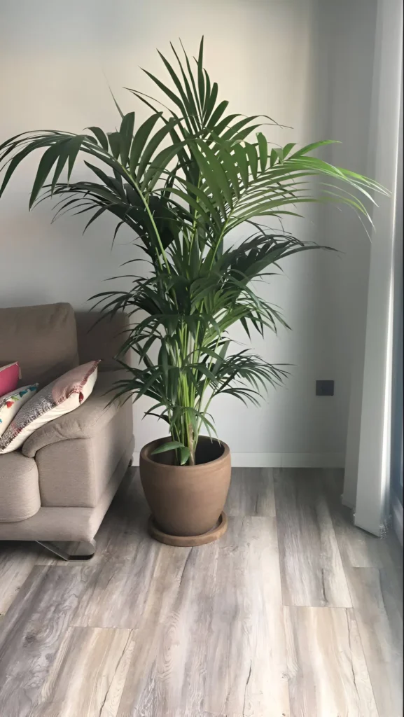 A Kentia Palm (Howea forsteriana) in a brown pot, positioned in a living room near a sofa, showcasing its arching fronds.