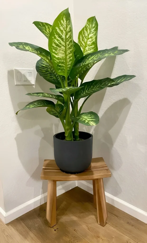 A Dieffenbachia plant in a dark gray pot, placed on a wooden plant stand in a corner of a room.