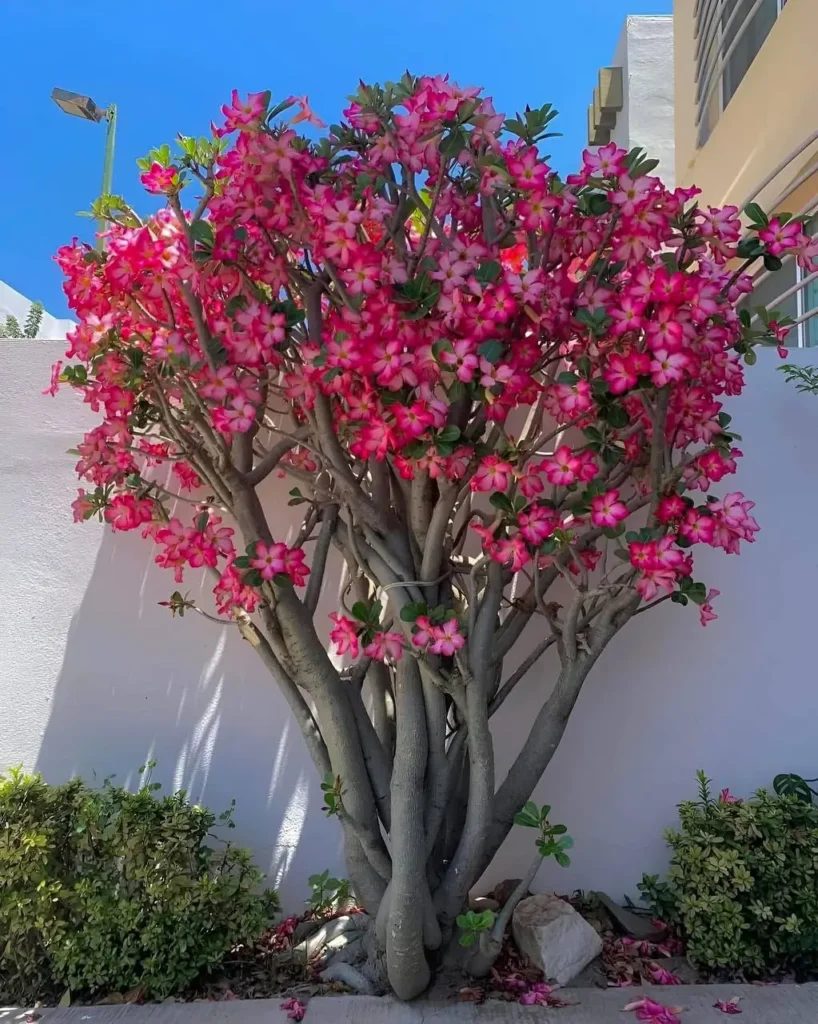 A Desert Rose (Adenium) plant with vibrant pink flowers and a thick, sculptural trunk, planted against a plain white wall.