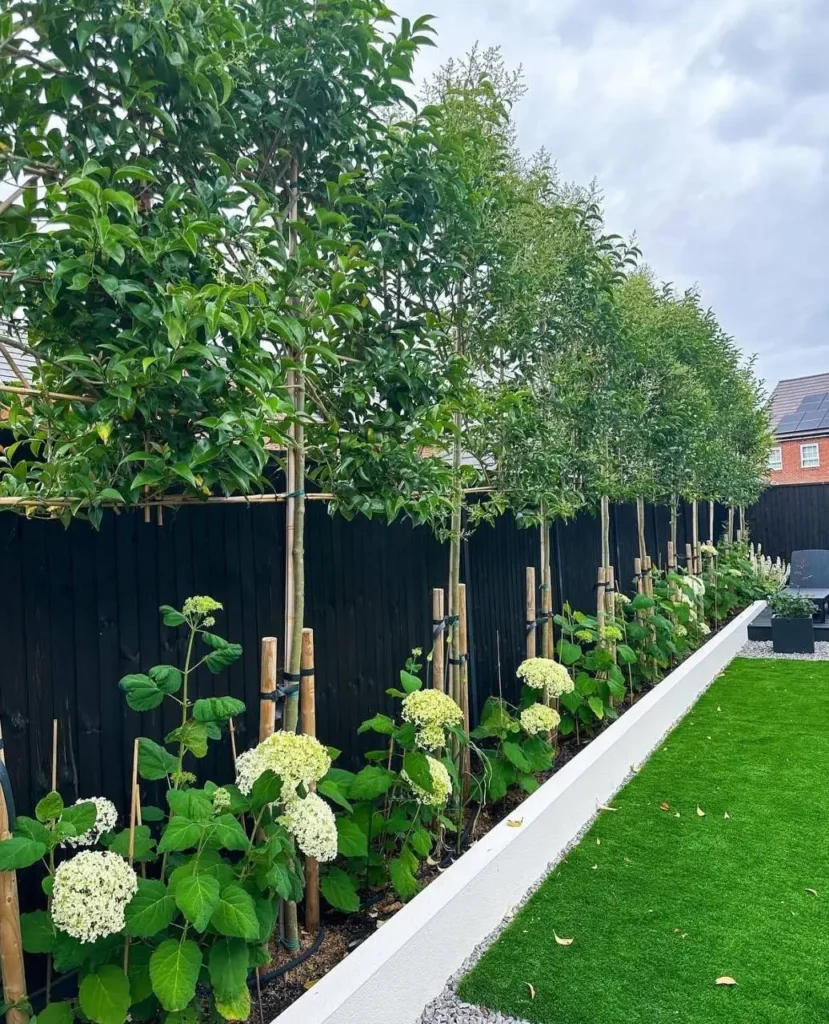 A row of evenly spaced, small trees with white flowering shrubs planted beneath them, creating a formal, repeating pattern along a fence line.