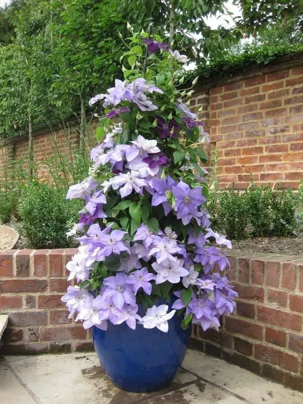 A vibrant purple Clematis vine, likely a Clematis 'Jackmanii' or similar variety, trained to climb in a blue pot against a brick wall.