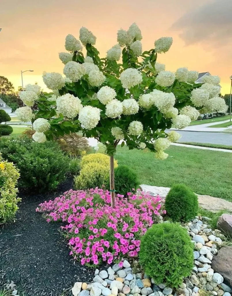 A Limelight Hydrangea tree in full bloom, with pink petunias planted around its base, surrounded by dark mulch and small, rounded shrubs.