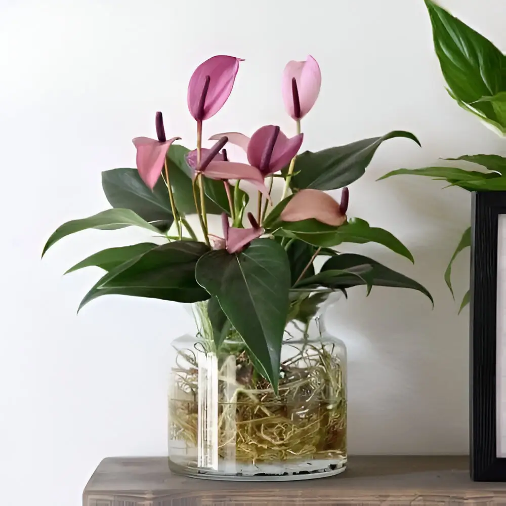 Pink Anthurium plant in a glass vase with moss, placed on a wooden shelf against a white wall.