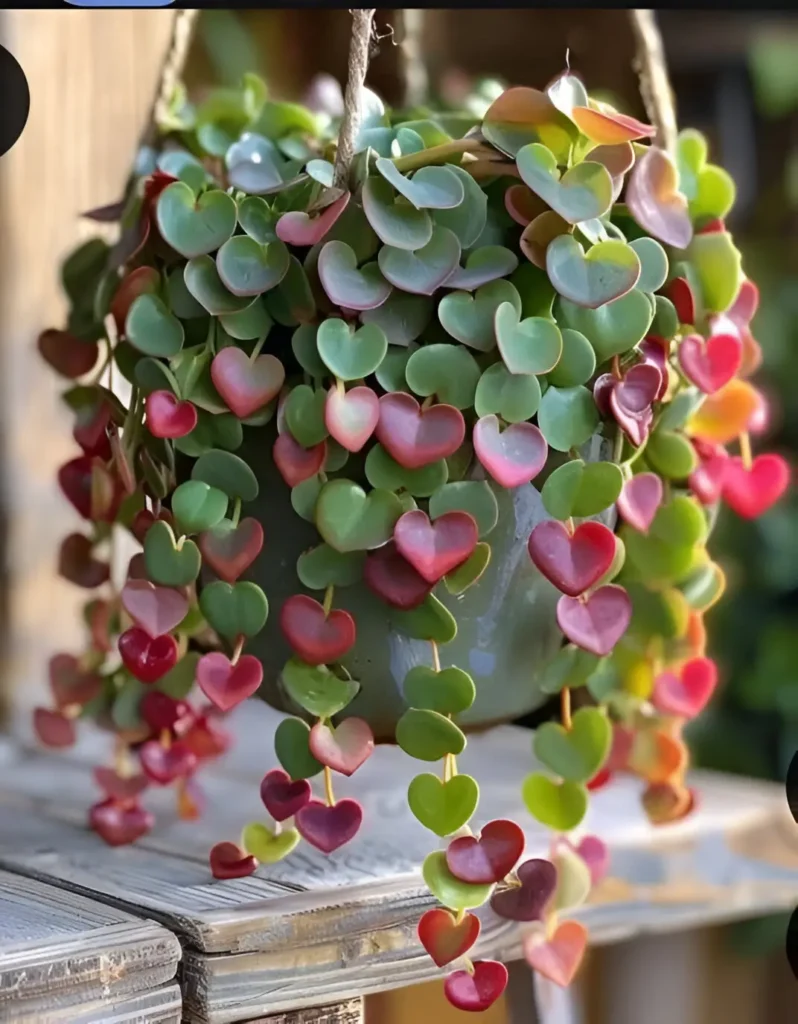 Heartleaf succulent plant with cascading green and pink leaves in a hanging pot on a wooden surface.