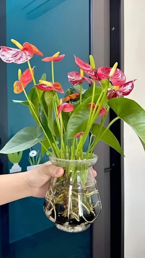 Red Anthurium plant with green leaves in a clear hydroponic vase, held against a dark blue background.