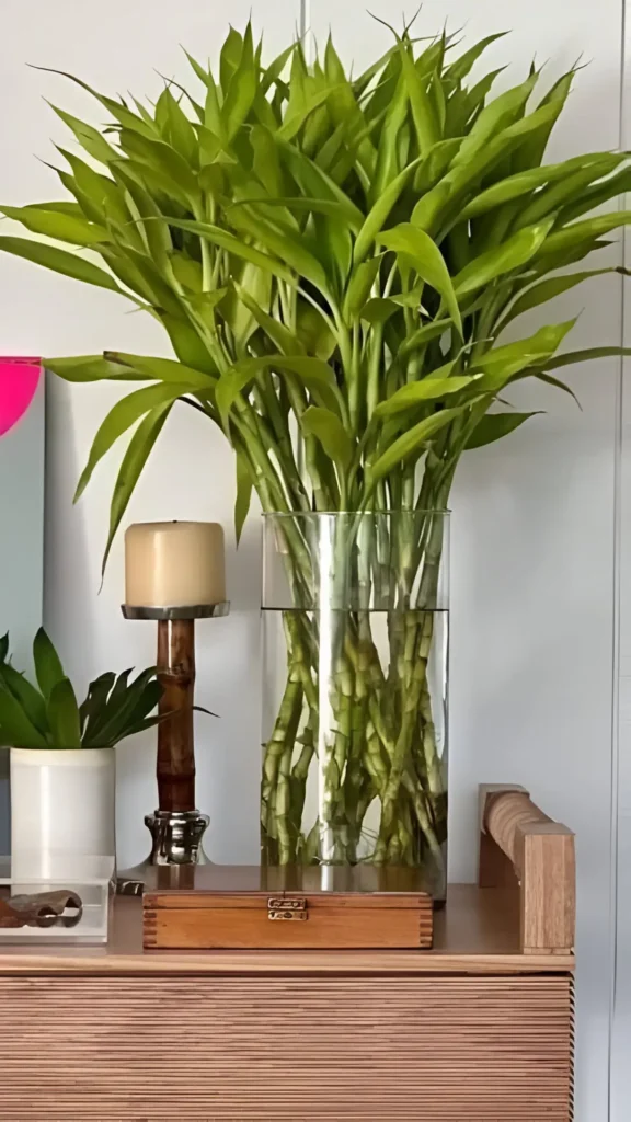 Tall Lucky Bamboo plant arranged in a clear glass vase with water, placed on a wooden console.