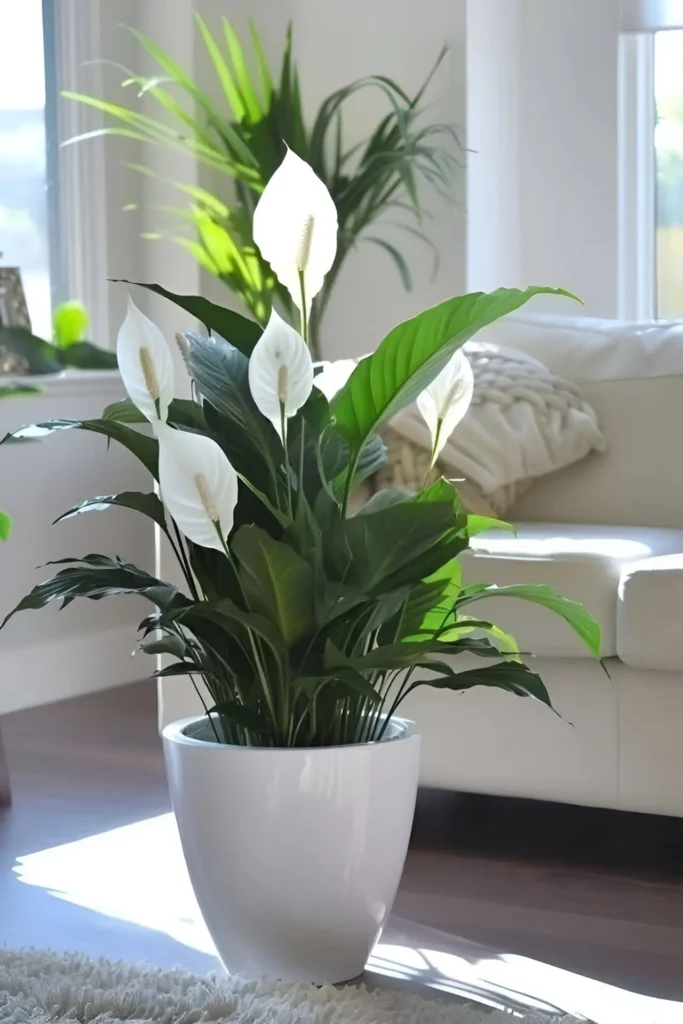 Large Peace Lily in a glossy white planter placed near a bright window in a stylish living room.