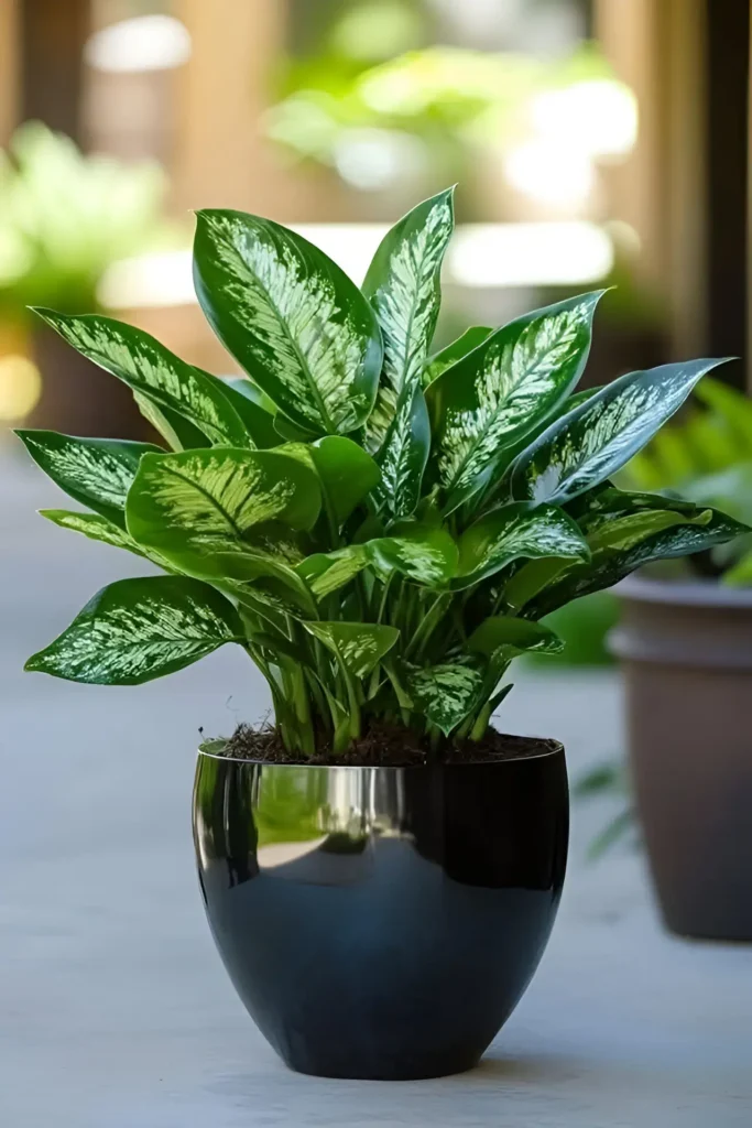 Dieffenbachia plant with variegated green and cream leaves in a glossy black planter on a patio.