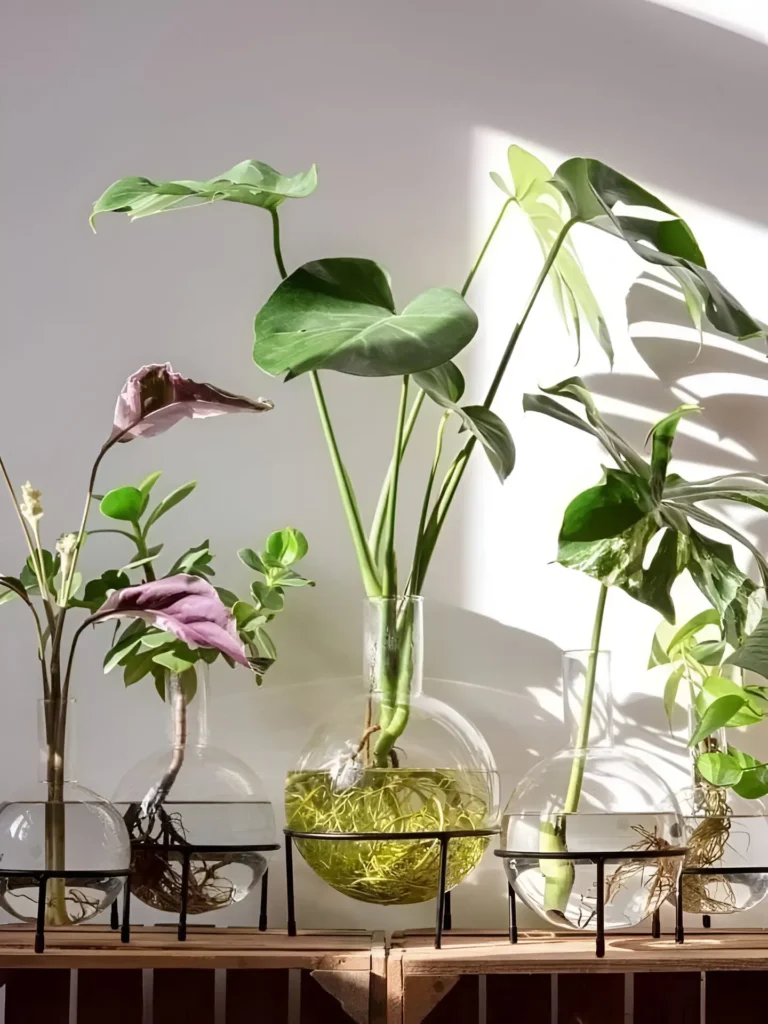 Various hydroponic plants in glass vases with exposed roots, placed on a wooden shelf against a sunlit wall.