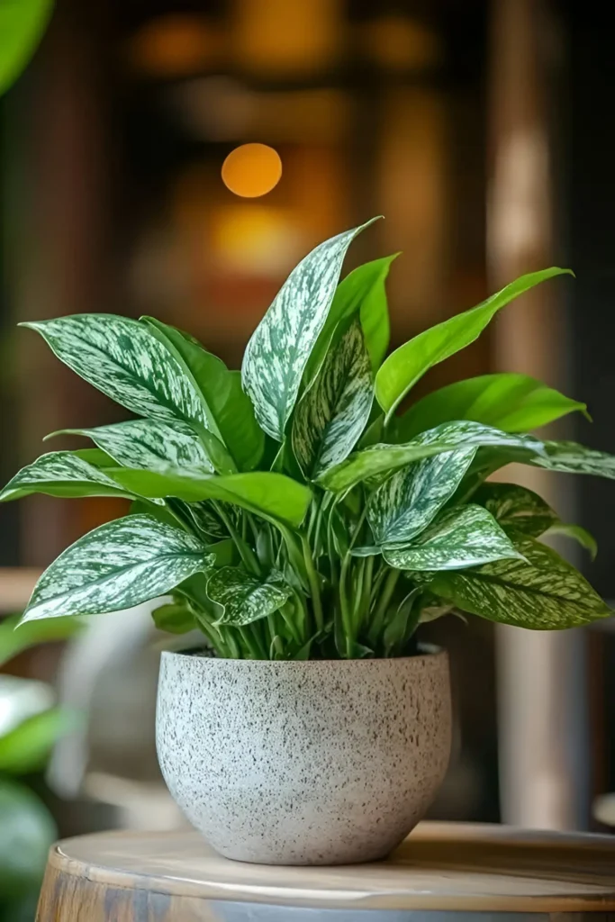 Chinese Evergreen plant with variegated green and silver leaves in a textured gray ceramic pot on a wooden table.