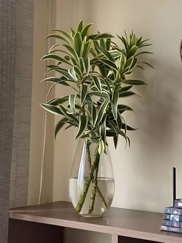 Dracaena plant with variegated green and cream leaves growing in a tall glass vase filled with water on a wooden shelf.