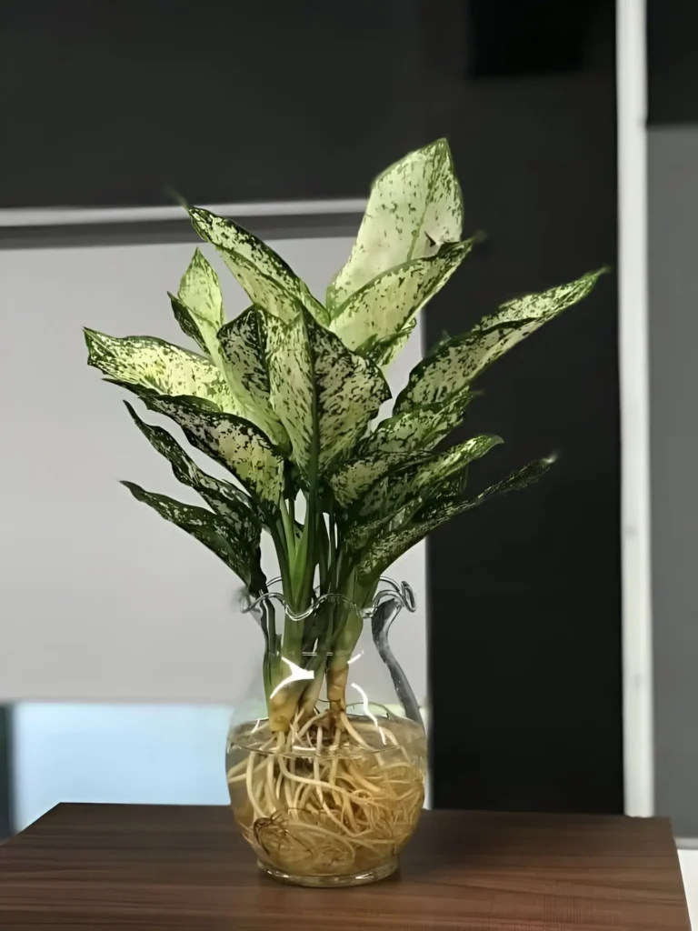 Hydroponic Dieffenbachia in a glass vase, displaying its green-speckled leaves and exposed roots, placed on a wooden surface against a modern backdrop.