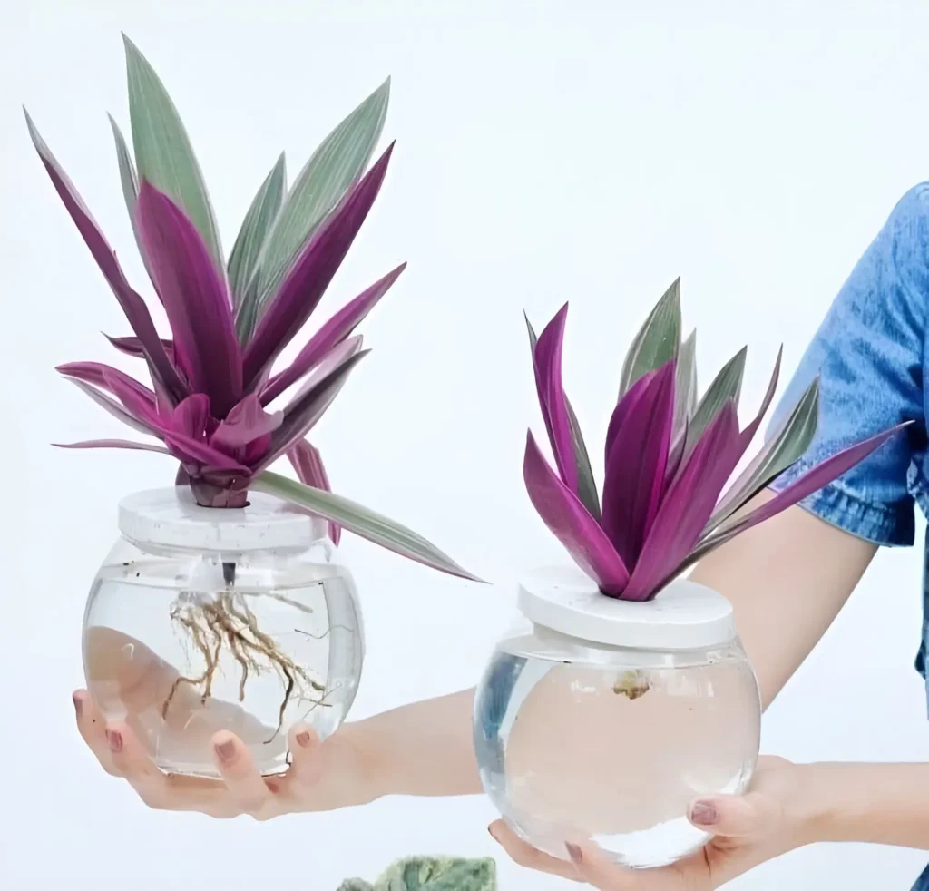 Two hydroponic Purple Heart plants in transparent glass jars, showcasing their magenta-green leaves and exposed roots, held against a white background.