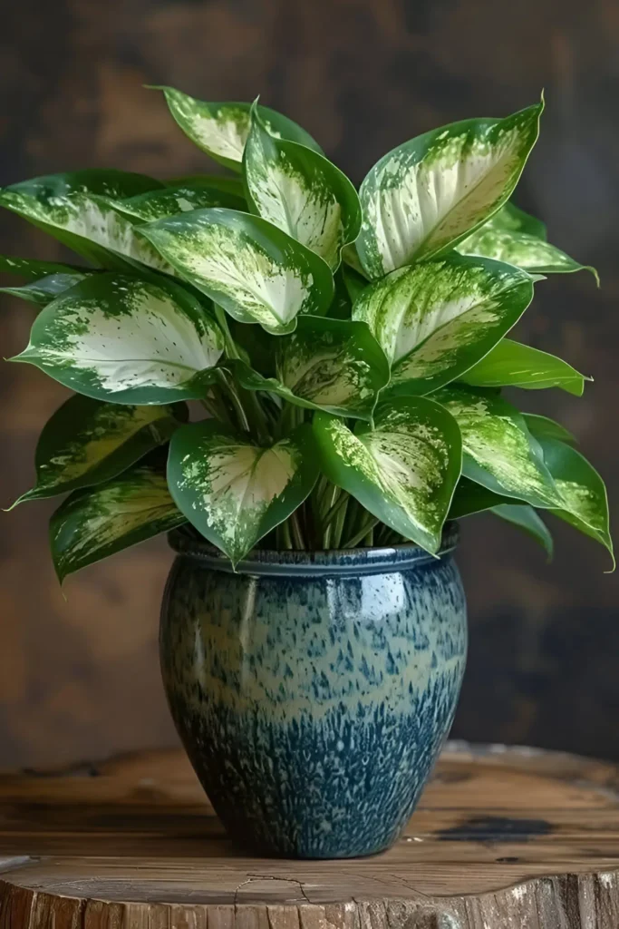 Dieffenbachia plant with vibrant green and white variegated leaves in a blue ceramic pot, placed on a rustic wooden table.