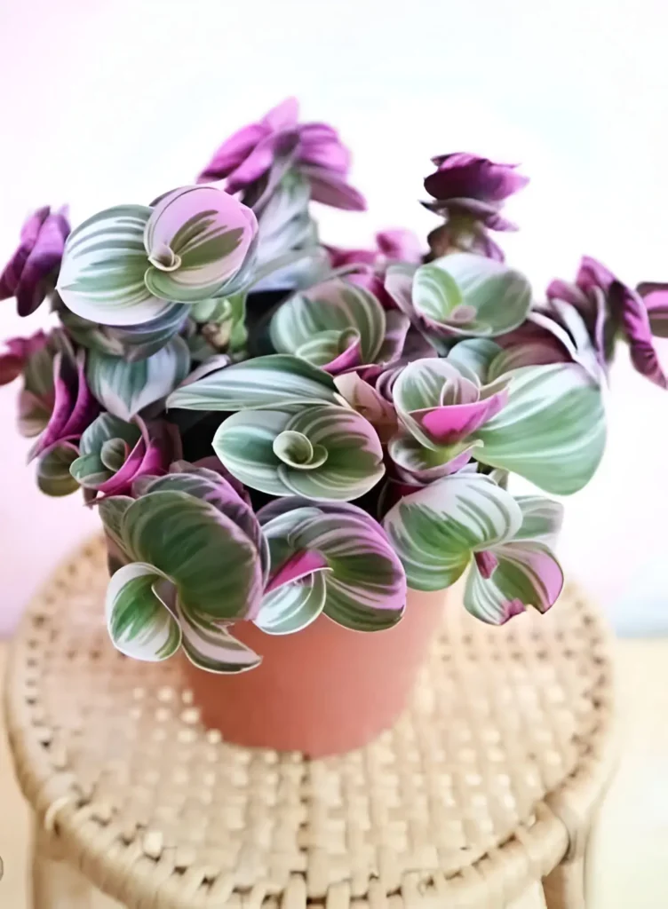 Tradescantia Nanouk with pink, purple, and green variegated leaves in a terracotta pot, placed on a woven stool.