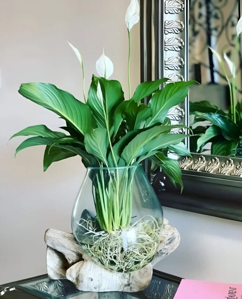 Peace Lily growing in a glass vase with water and decorative driftwood, placed on a glass table near a framed mirror. Beautiful Indoor Plants for Home Decor