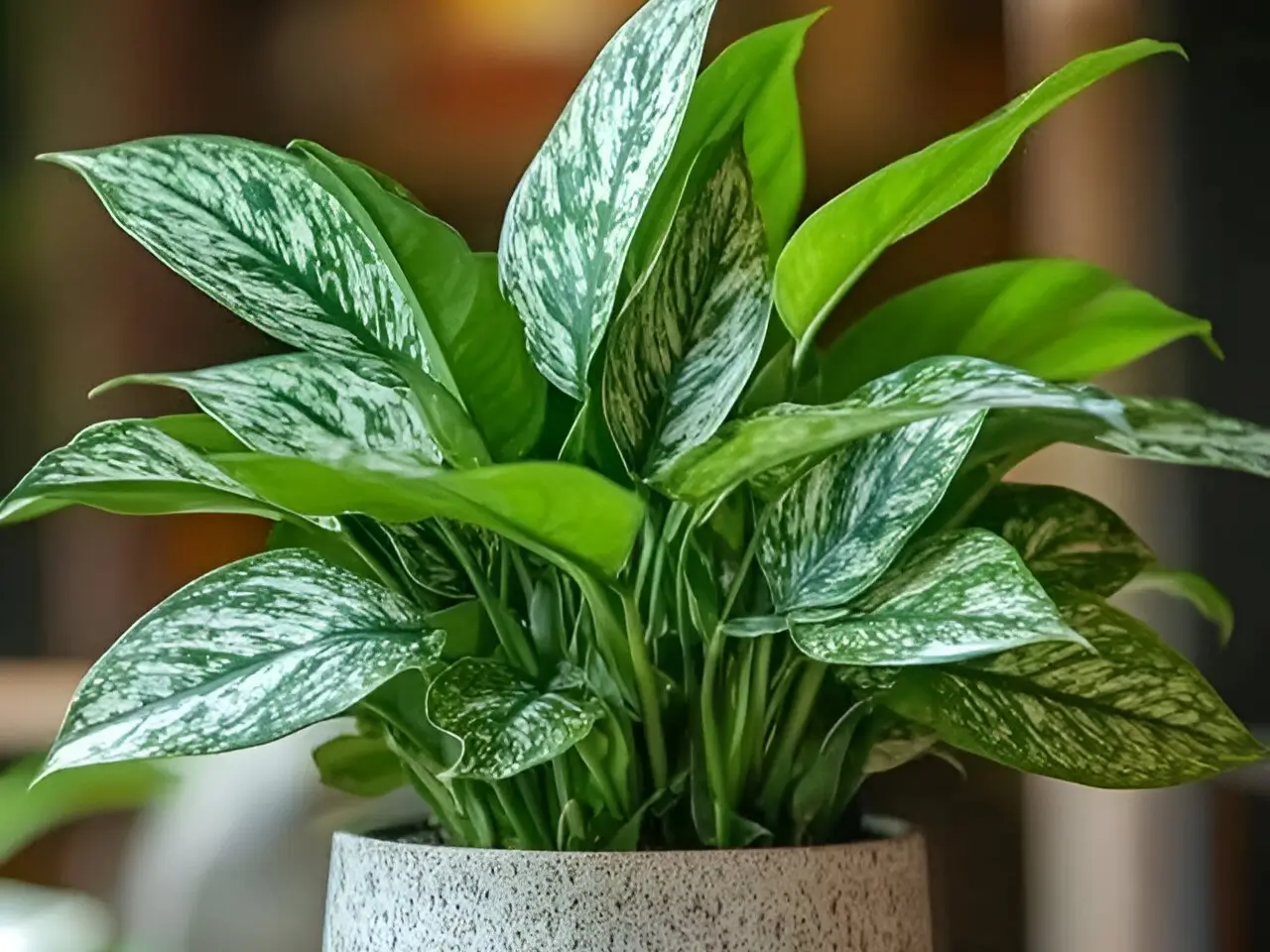 Chinese Evergreen plant in a textured ceramic pot, showcasing its variegated green and silver leaves. Beautiful Indoor Plants for Home Decor