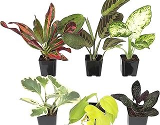 Best Indoor Air Purifier Plants (2026)