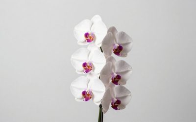 Best Premium Silk Orchid Arrangements in Designer Vases in 2026: Compared and Ranked