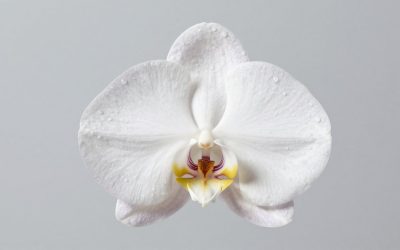 Briful Extra Large White Orchid Artificial vs BTHM DSGN Fake Orchid Plant 23: Which Should You Buy?