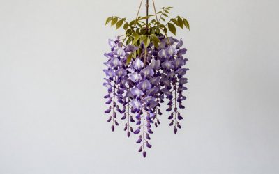Giegxin DIY Wisteria Tree Hanging Flowers vs Goplus 6FT Ficus Artificial Tree: Which Should You Buy?