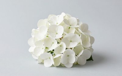 Real Touch White Faux Hydrangea vs JINWOE Light Blue Hydrangea Artificial Flowers: Which Should You Buy?